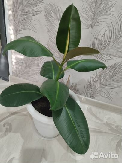 Фикус каучуконосный