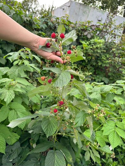 Участок 6 сот. (СНТ, ДНП)