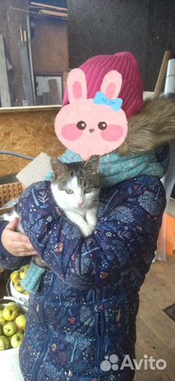 Котёнок
