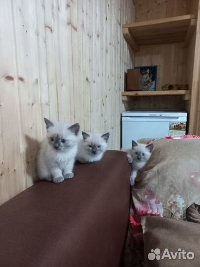 Отдам котят