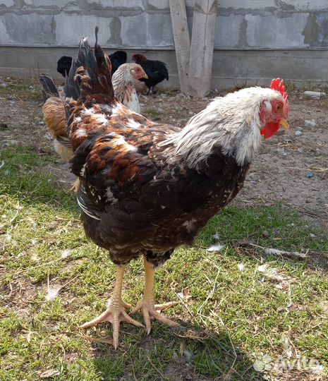 Племенные петухи