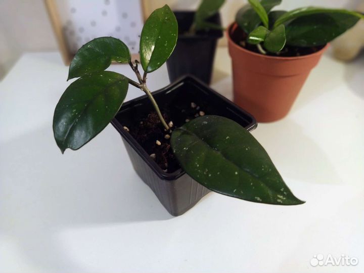 Хойя карноза