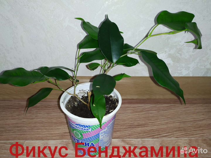 Комнатные цветы