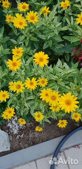 Цветы для сада