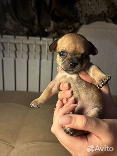 Щенки чихуахуа