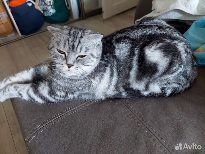 Шотландская вислоухая кошка бесплатно