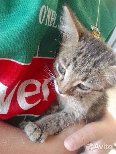 Кошка в дар
