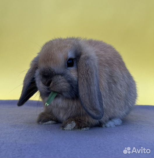 Декоративные крольчата вислоухие, минилоп