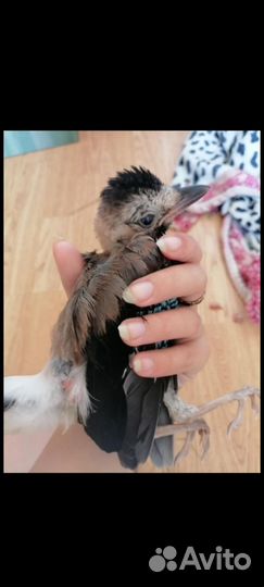 Волонтёрство, помощь птицам