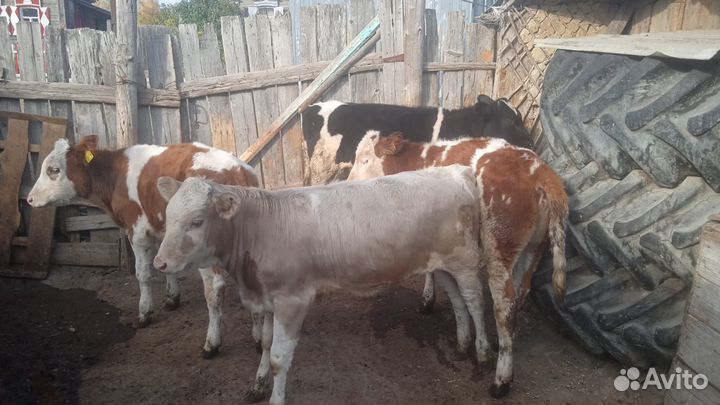 Телята,Коровы