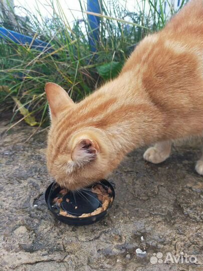 Рыжий кот в добрые руки