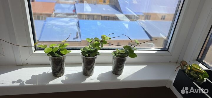 Хойя матильда