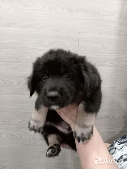 Щенки бесплатно