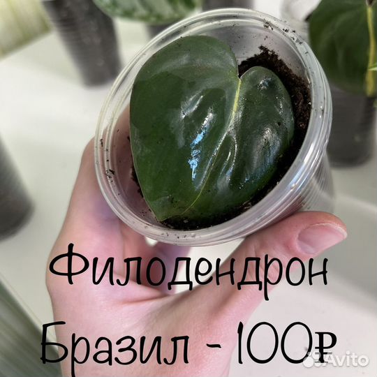 Комнатные растения