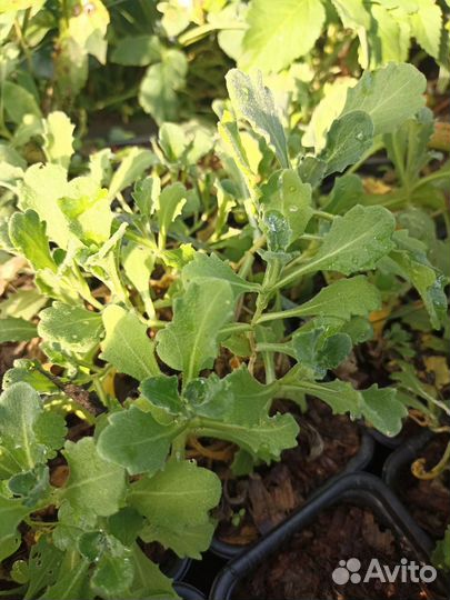 Обриета розовая, рассада