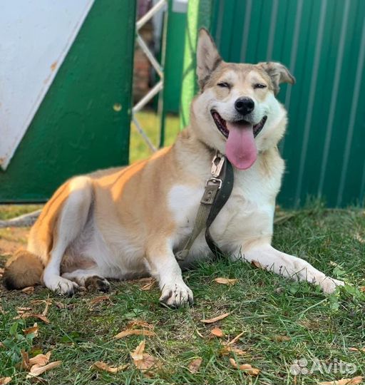 Собаки бесплатно