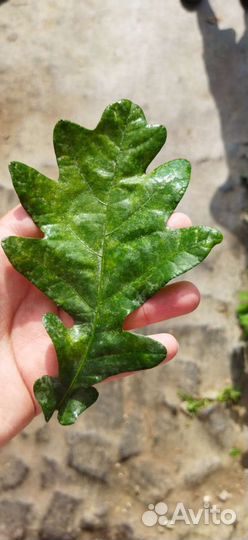 Пучки для засолки