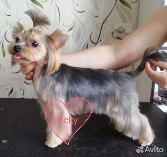 Груминг обучение