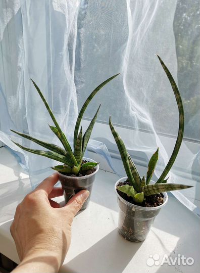 Сансевиерия цилиндрика Сингах Cylindrica Singah