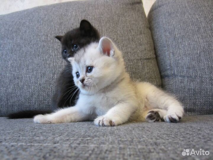 Вязка с котом