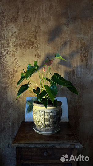 Комнатные цветы Антуриум