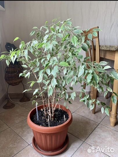 Фикус бенджамина