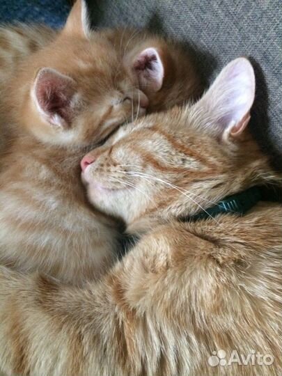 Котята супер звери