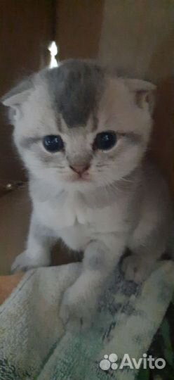 Котята золотая шиншилла