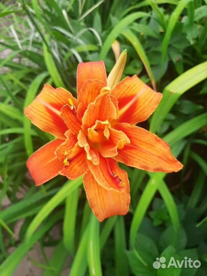 Флоксы,лилейники, хосты,ирисы