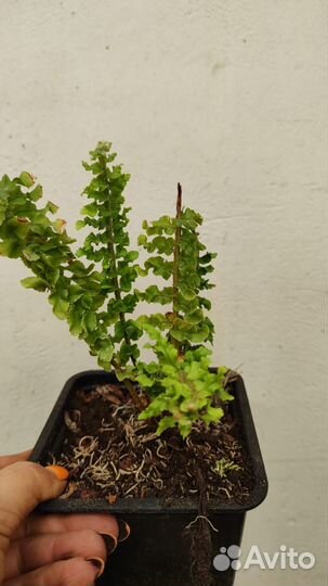 Папоротник Nephrolepis exaltata cv Wagneri