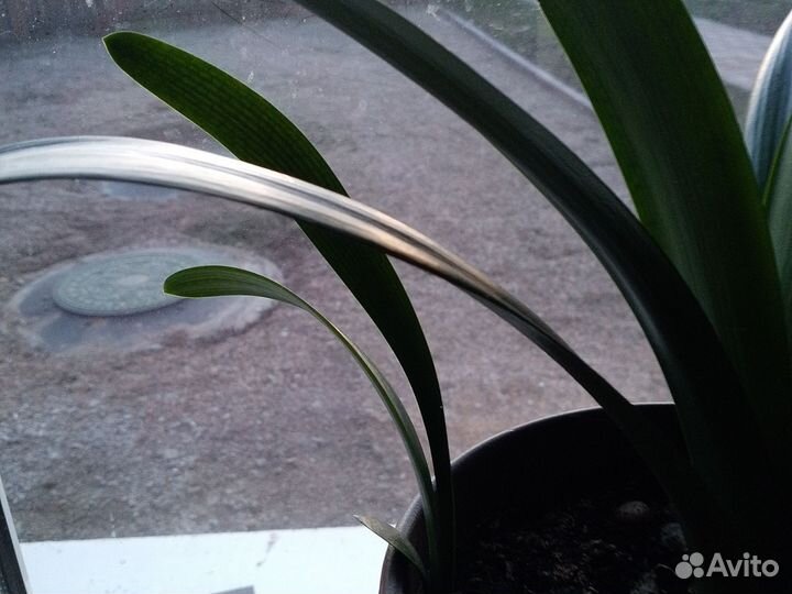 Комнатные цветы кливия