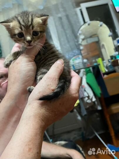 Котики в добрые руки