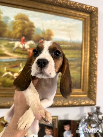 Щенки Бигль