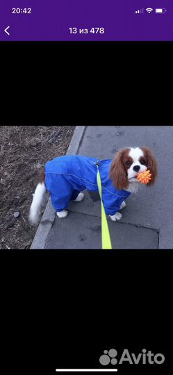 Дождевик для собаки