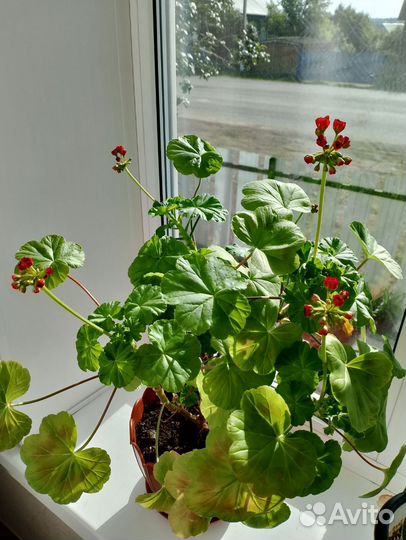 Герань пеларгония низкорослые и обычные