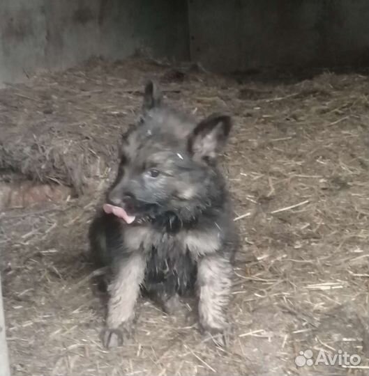 Собаки щенки немецкая овчарка