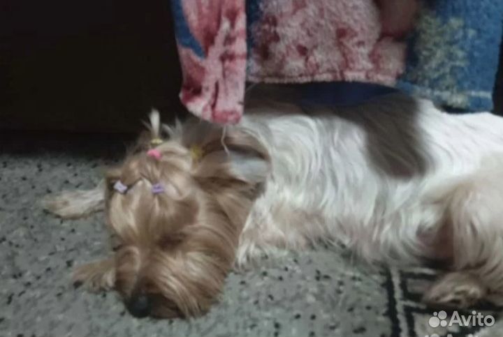 Щенки Йорка