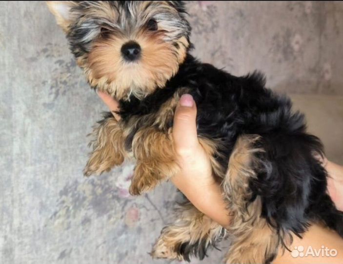 Йоркширский терьер девочка