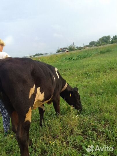 Тёлки 3головы