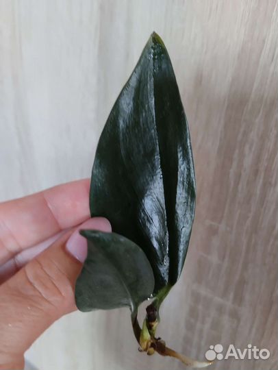 Сциндапсус Треби Дарк Форм