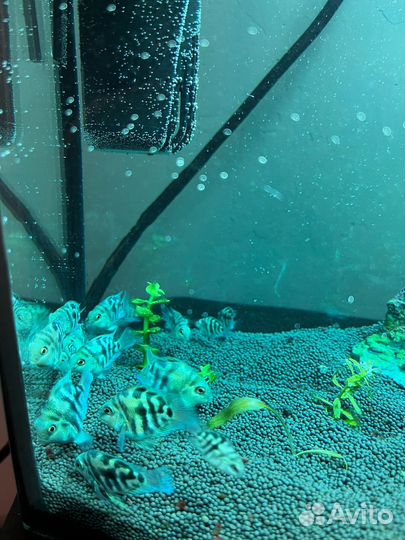 Рыбка сапфировый попугай (Голубая панда)