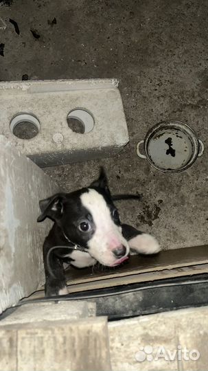 Стаффордширский терьер