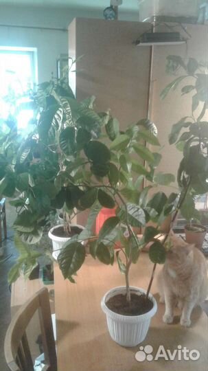 Комнатный лимон Новогрузинский 1.2м. Доставка