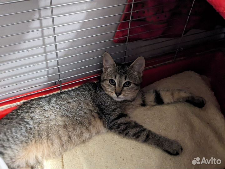 Котенок в дар