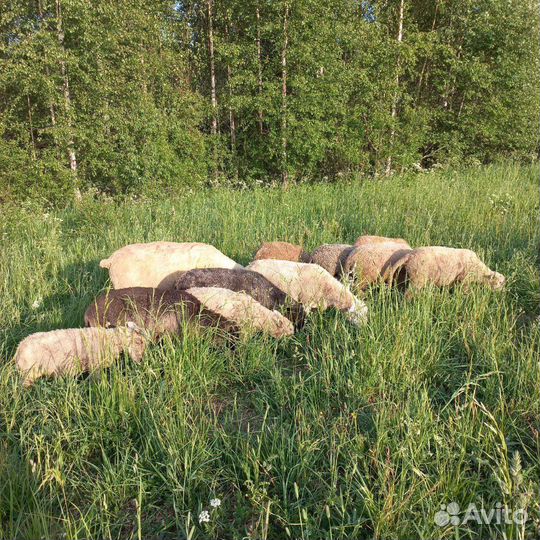 Овцы бараны ягнята