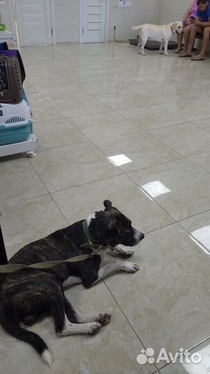 Самый лучший пёс