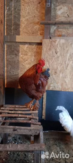 Молодые петухи