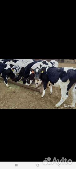 Быки и Тёлки