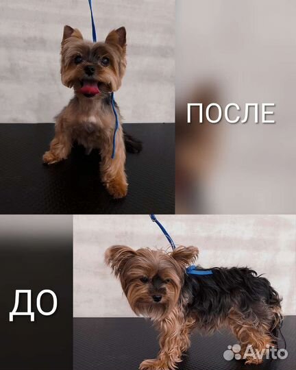 Грумер, груминг, стрижка собак и кошек