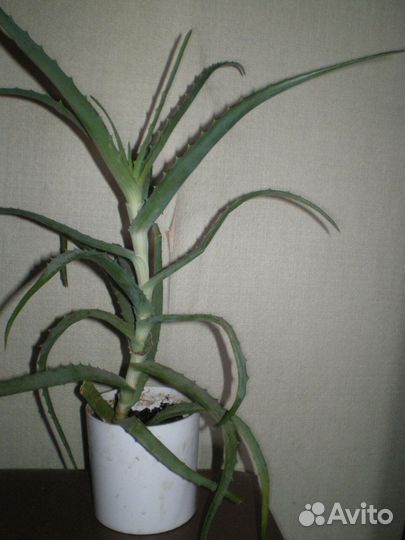 Алоэ лечебный